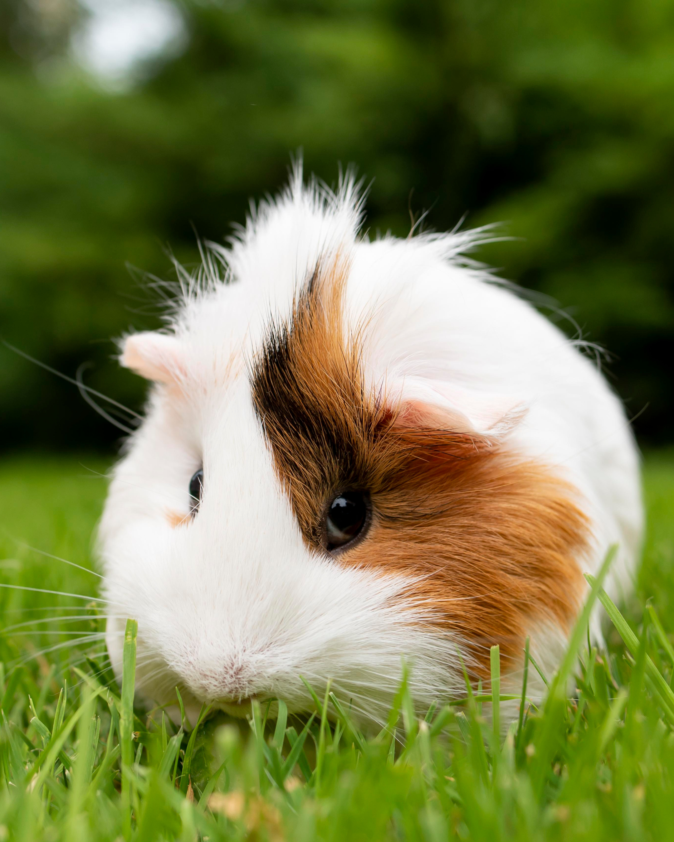 Atendimento e internação de Animais Silvestres