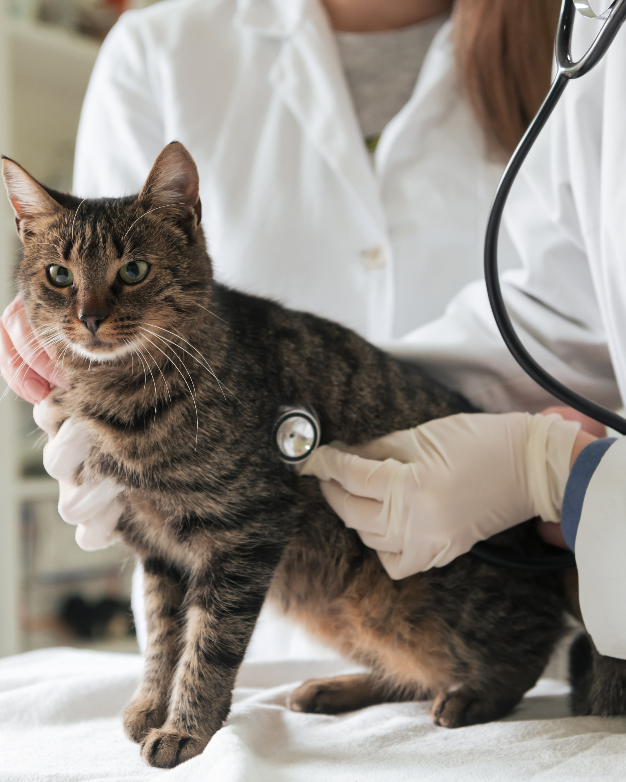 Cirurgias em Cães e Gatos com Segurança e Tecnologia