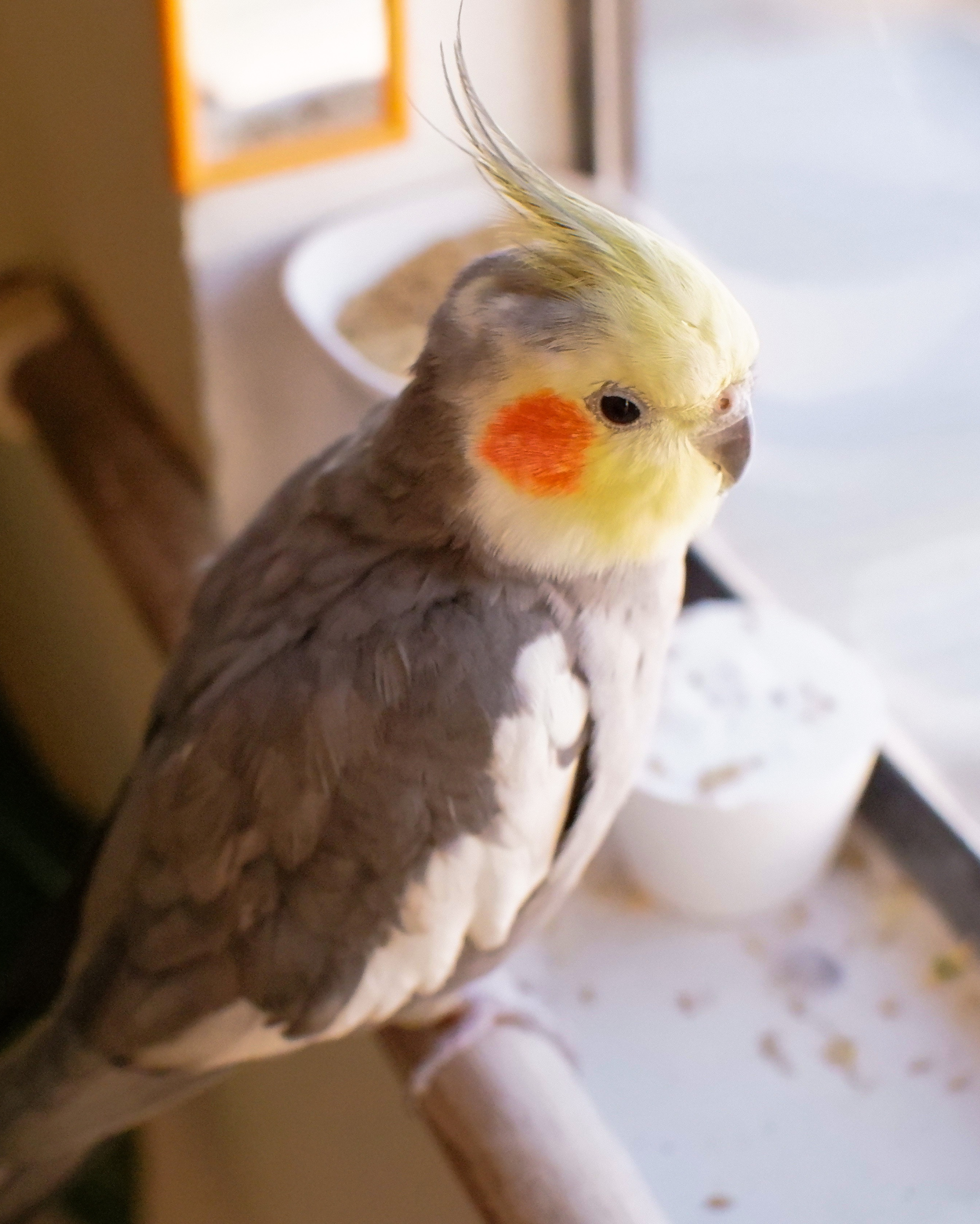 Cirurgias em Animais Silvestres e Exóticos