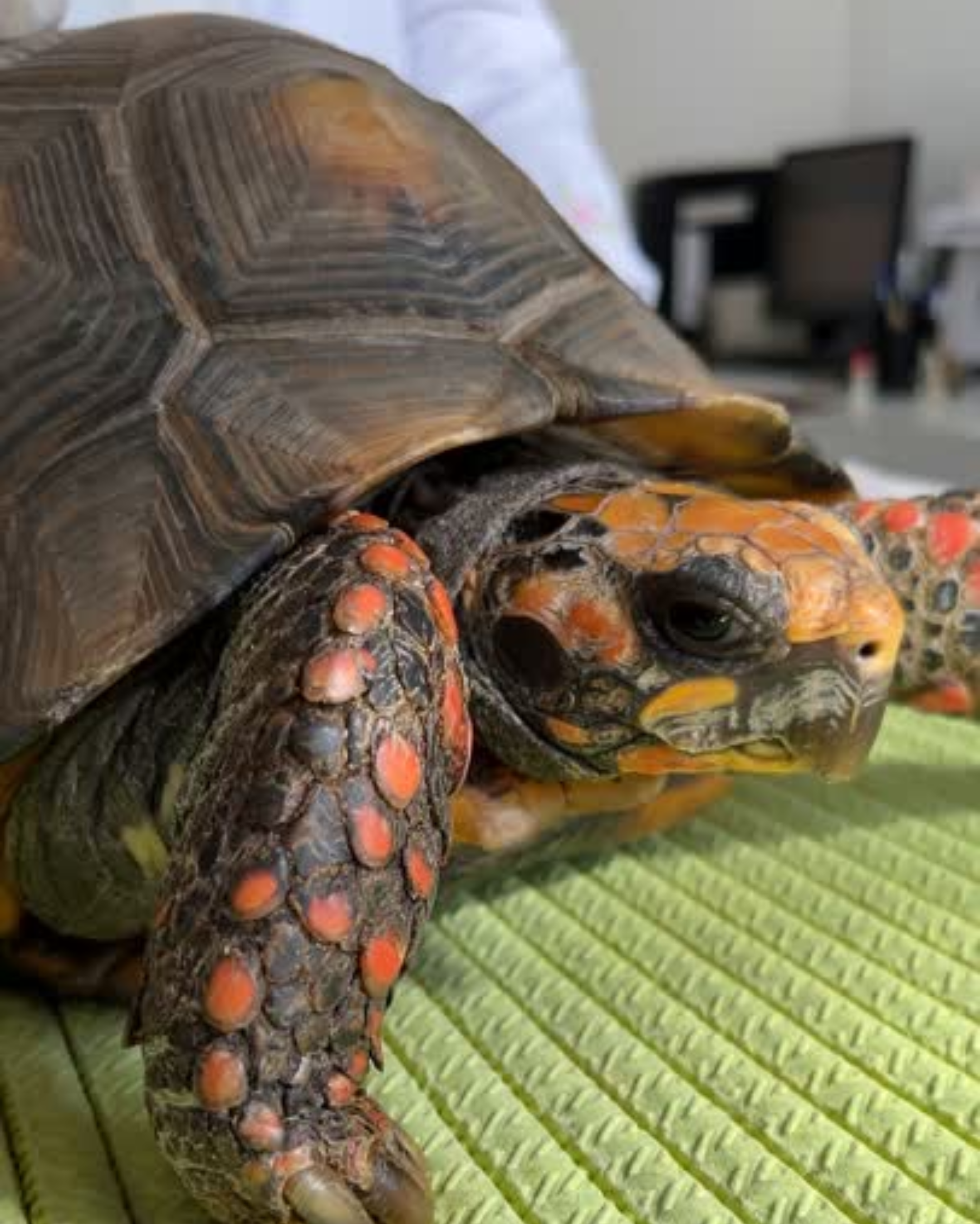 Clínica Geral e Check-up Anual para Cães, Gatos e Animais Silvestres