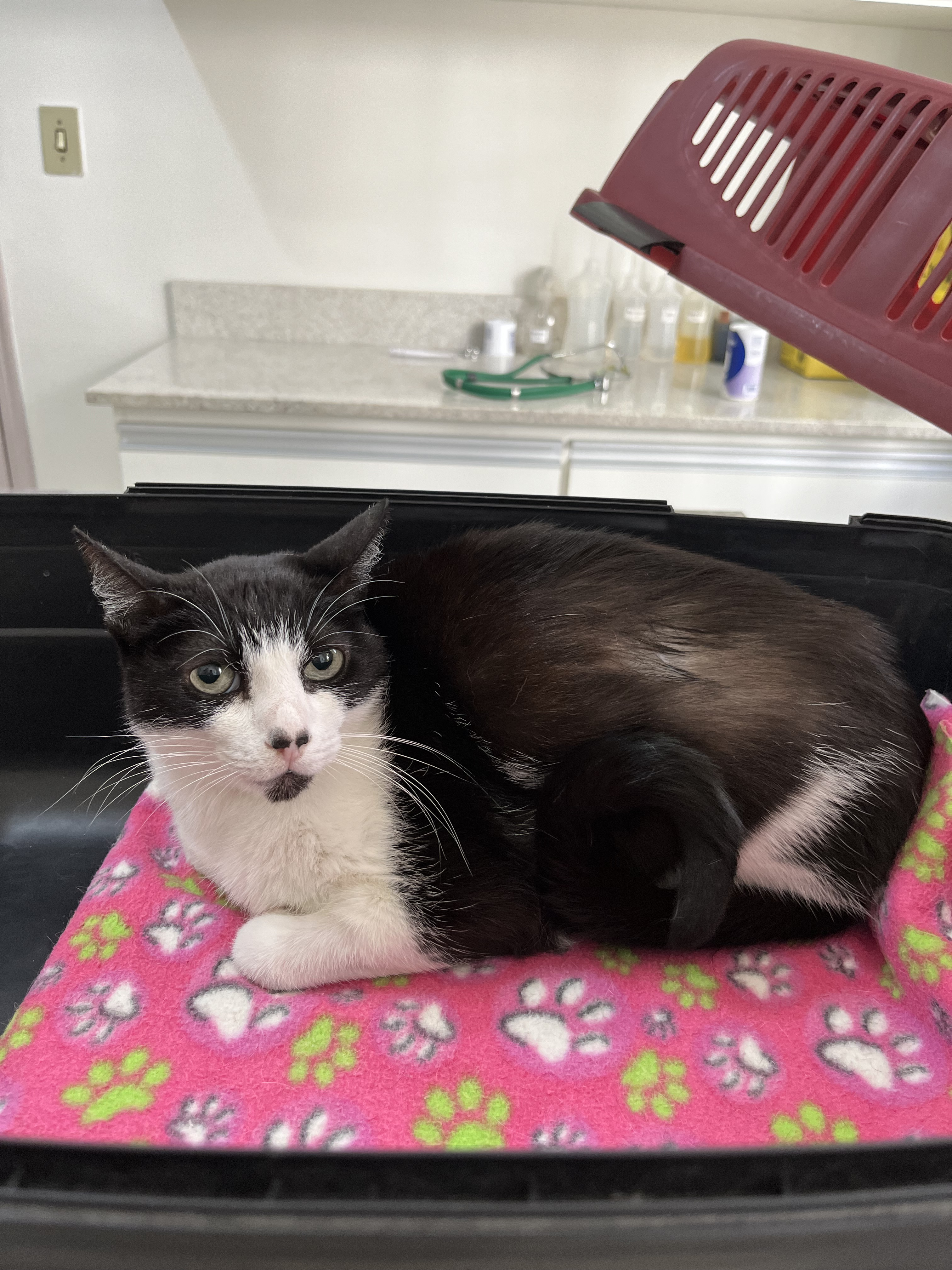 Day Care Veterinário para Cães e Gatos (Internação Diurna)